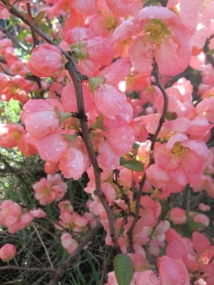 Chaenomeles superba 'Pink Trail'