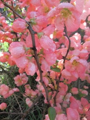 Chaenomeles superba 'Pink Trail'