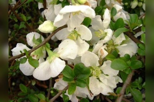 Chaenomeles superba 'Jet Trail'