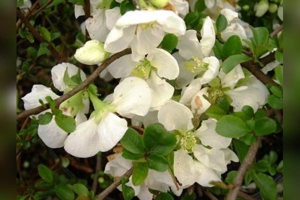 Chaenomeles superba 'Jet Trail'
