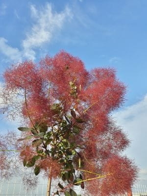 Cotinus coggygria 'Royal Purple'