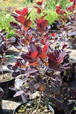 Cotinus coggygria 'Royal Purple'