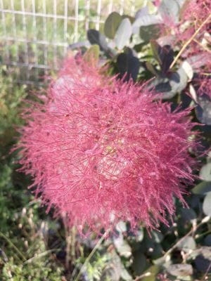 Cotinus coggygria 'Royal Purple'