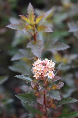Physocarpus opulifolius 'Little Devil'