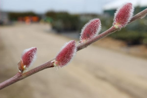 Salix gracilistyla 'Mt Aso'