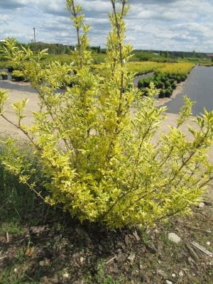 Sambucus nigra 'Madonna'