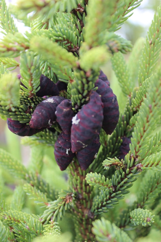 Picea mariana Beissneri