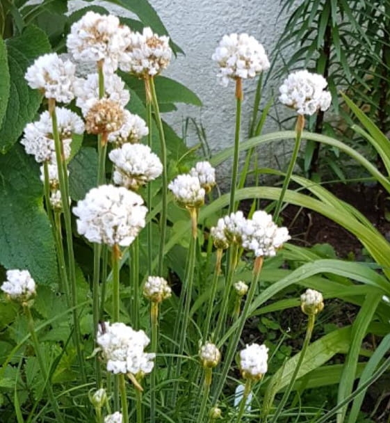 Armeria maritima Armada White