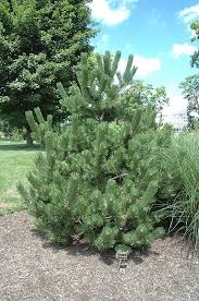 Pinus nigra Oregon Green