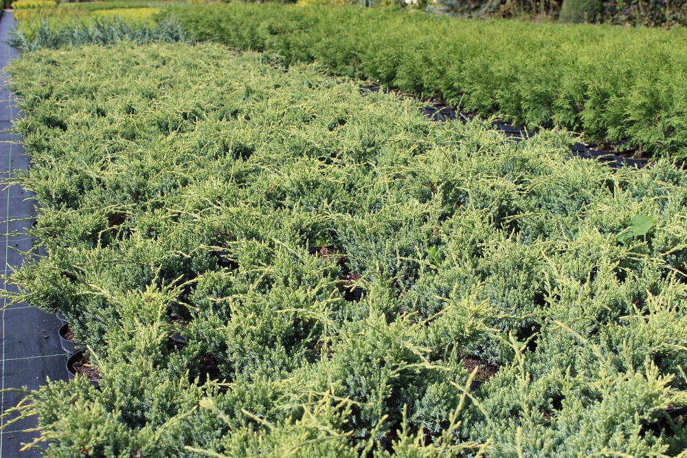 Juniperus squamata Holger