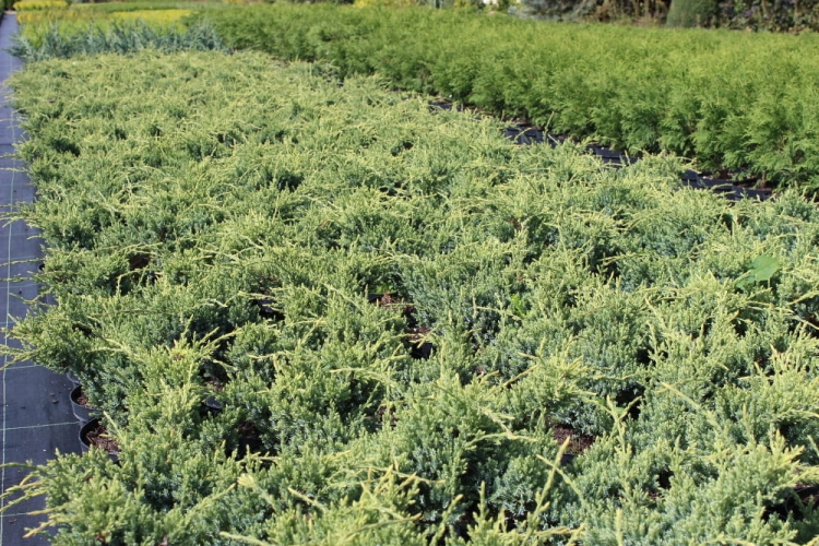 Juniperus squamata Holger
