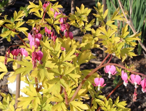 Dicentra spectabilis Gold Heart