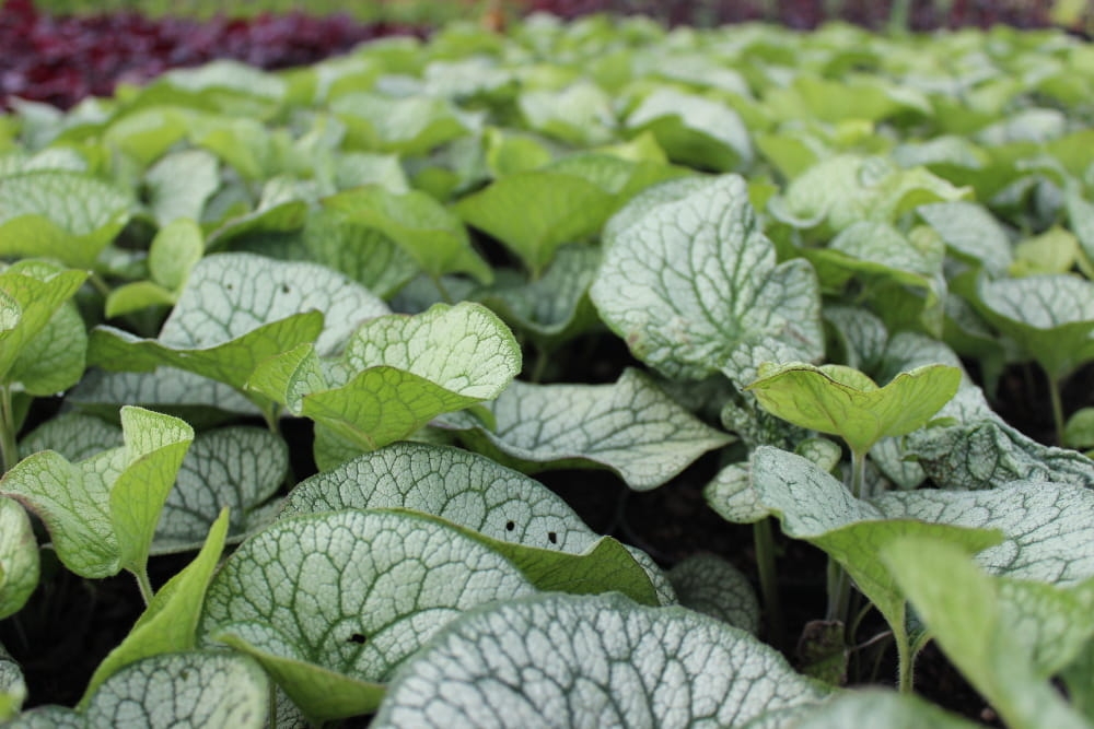 Brunnera macrophylla Alexander's Great