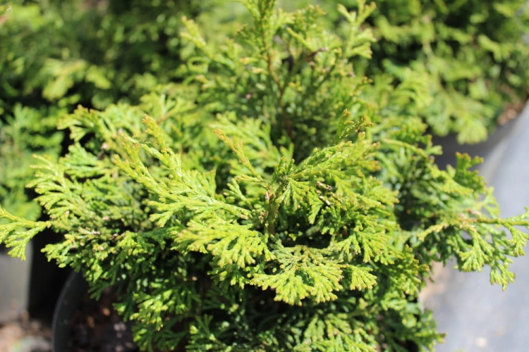 Chamaecyparis obtusa Suiroya Hiba