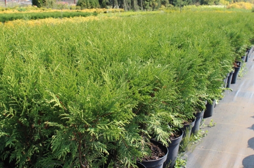 Thuja occidentalis Woodwardii