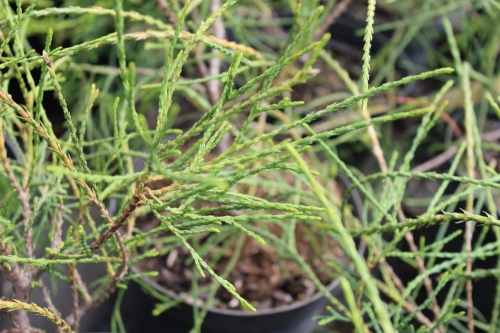 Thuja occidentalis Filiformis
