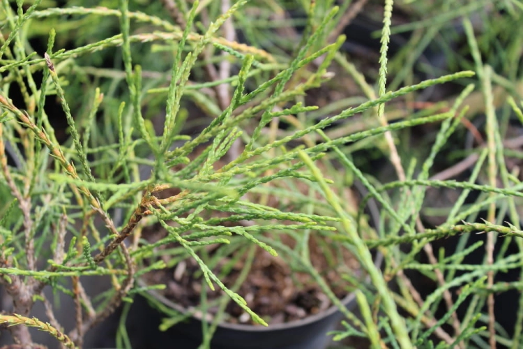 Thuja occidentalis Filiformis