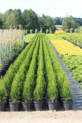 Thuja occidentalis Smaragd