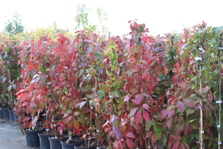 Parthenocissus quinquefolia