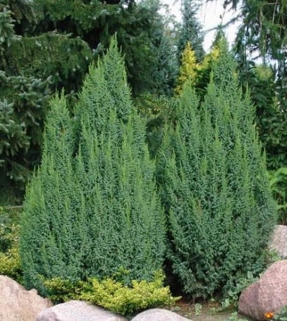 Juniperus pingii Loderi