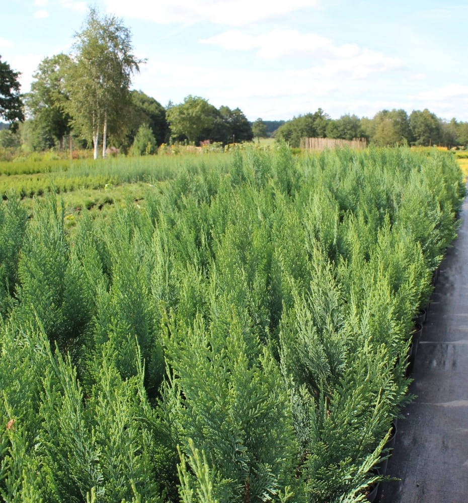 Chamaecyparis lawsoniana Alumii