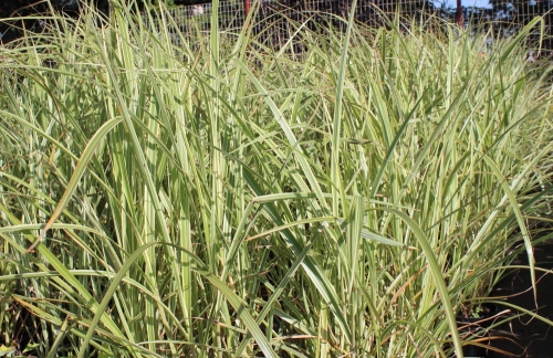 Miscanthus sinensis Variegatus