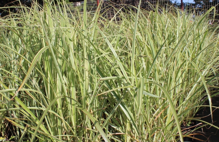 Miscanthus sinensis Variegatus
