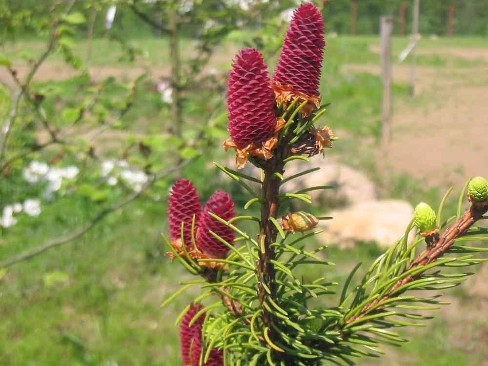 Picea abies Acrocona