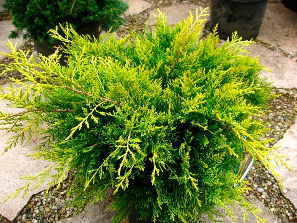 Juniperus x pfitzeriana Golden Joy