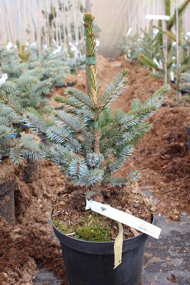 Picea bicolor