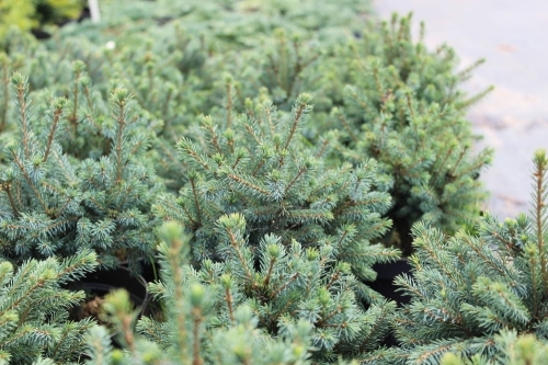 Picea glauca Echiniformis
