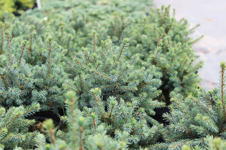Picea glauca Echiniformis