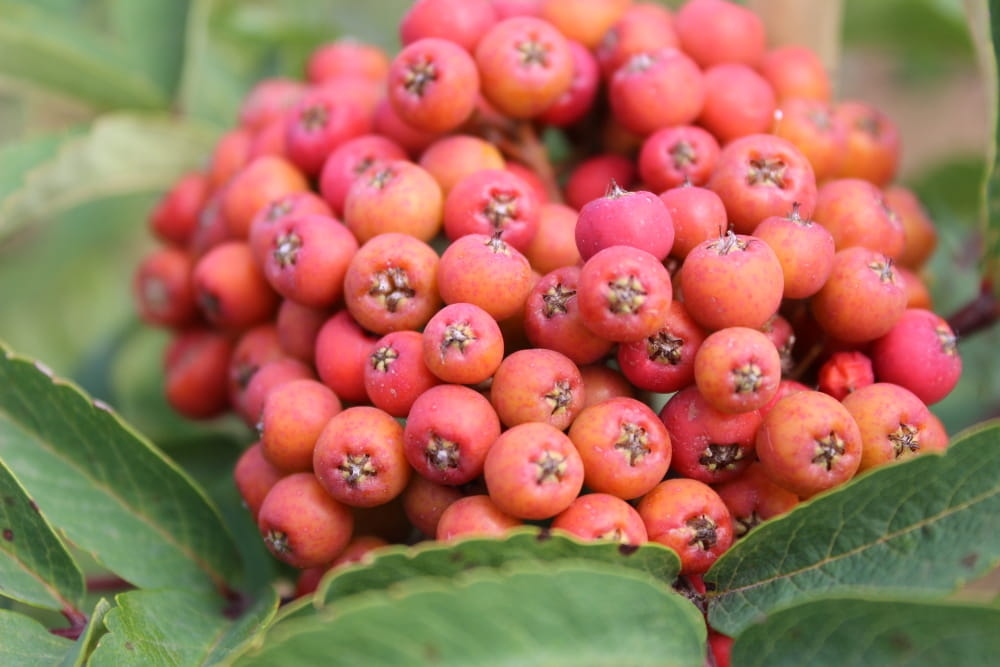Sorbus aucuparia Fastigiata