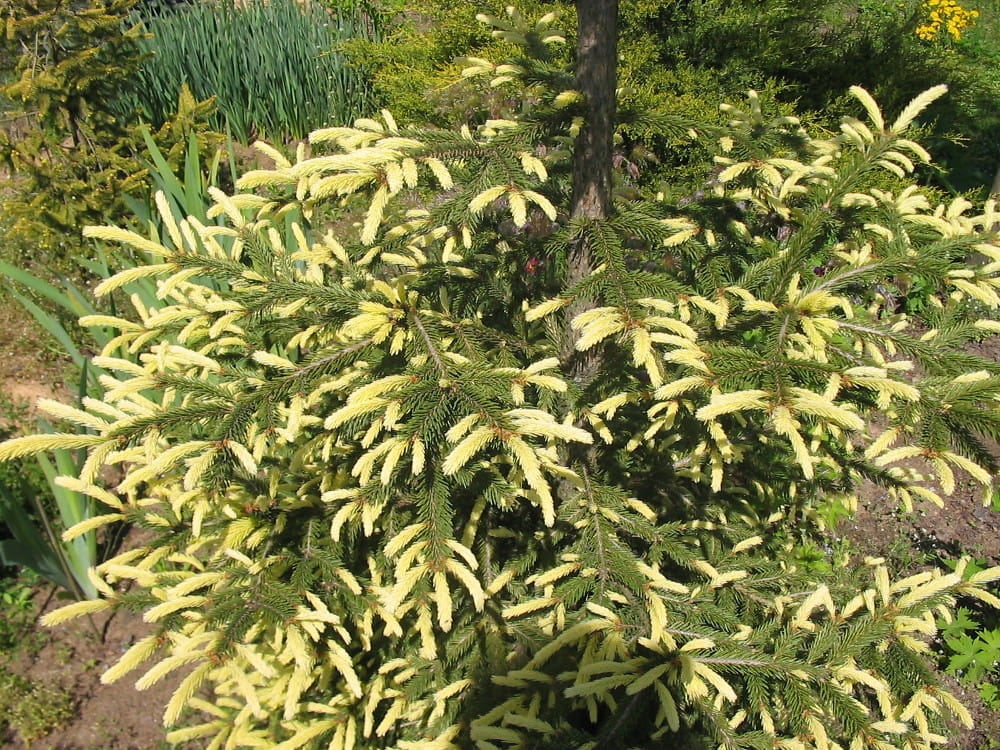 Picea abies Finedonensis