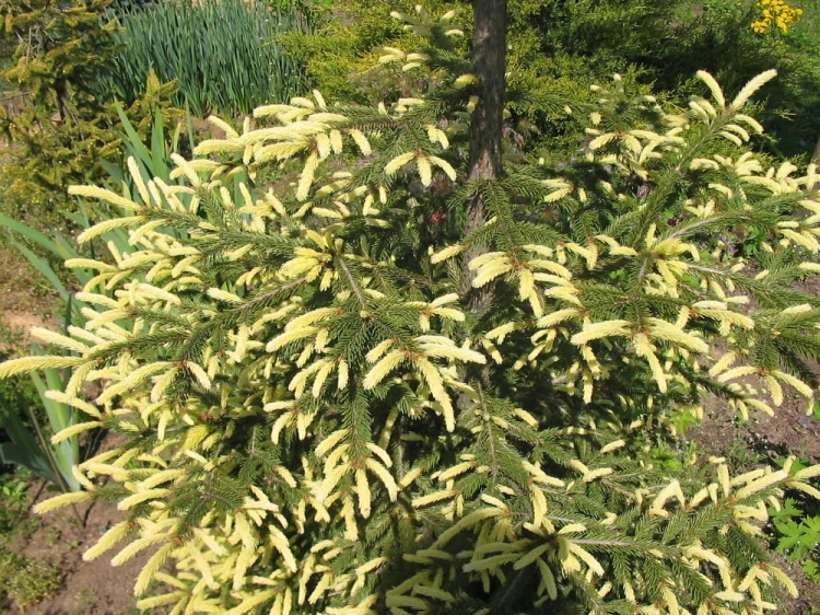 Picea abies Finedonensis