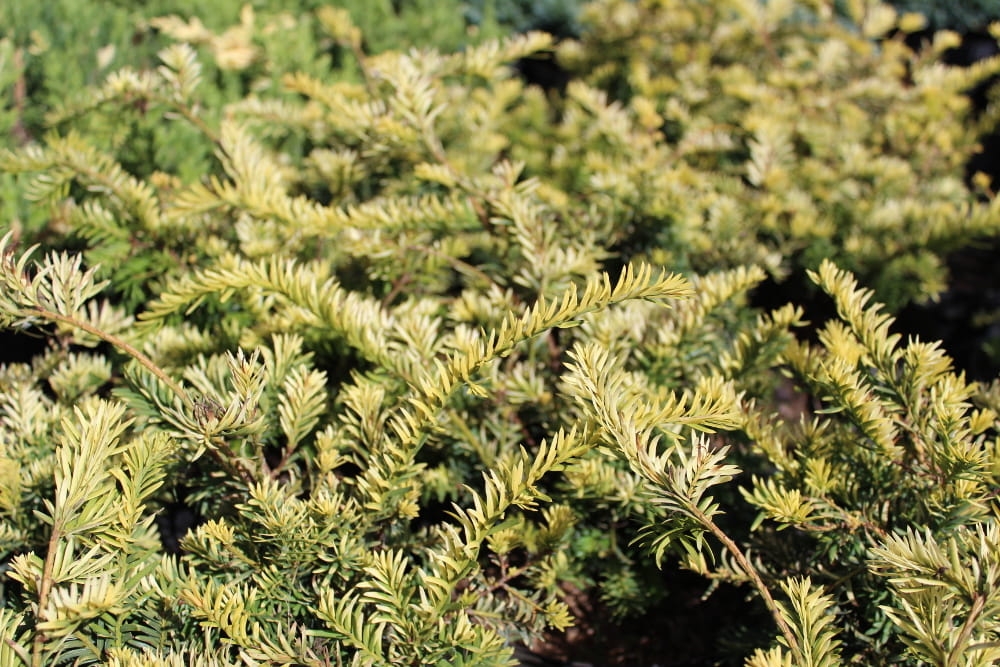 Taxus baccata Elegantissima