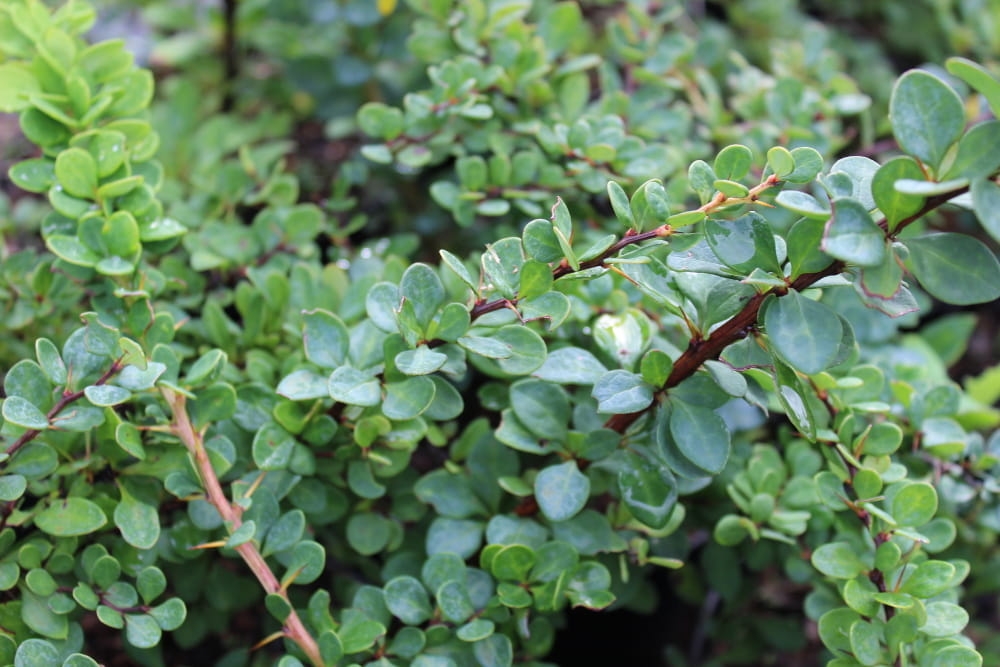Berberis thunbergii Green Carpet