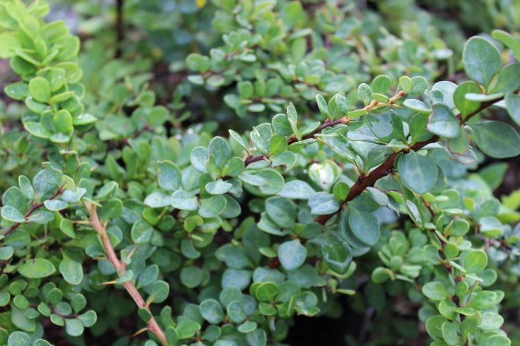 Berberis thunbergii Green Carpet