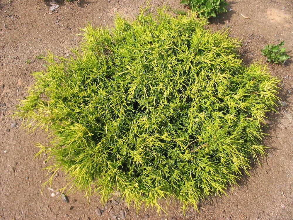 Chameacyparis pisifera Sungold