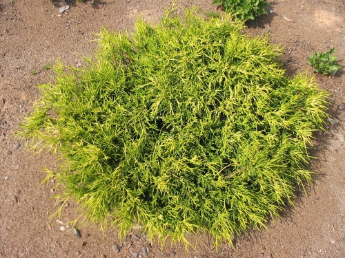 Chameacyparis pisifera Sungold