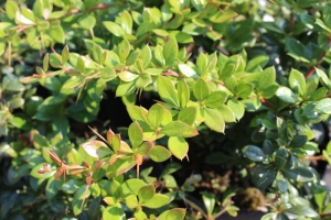 Berberys pośredni 'Parkjuweel'