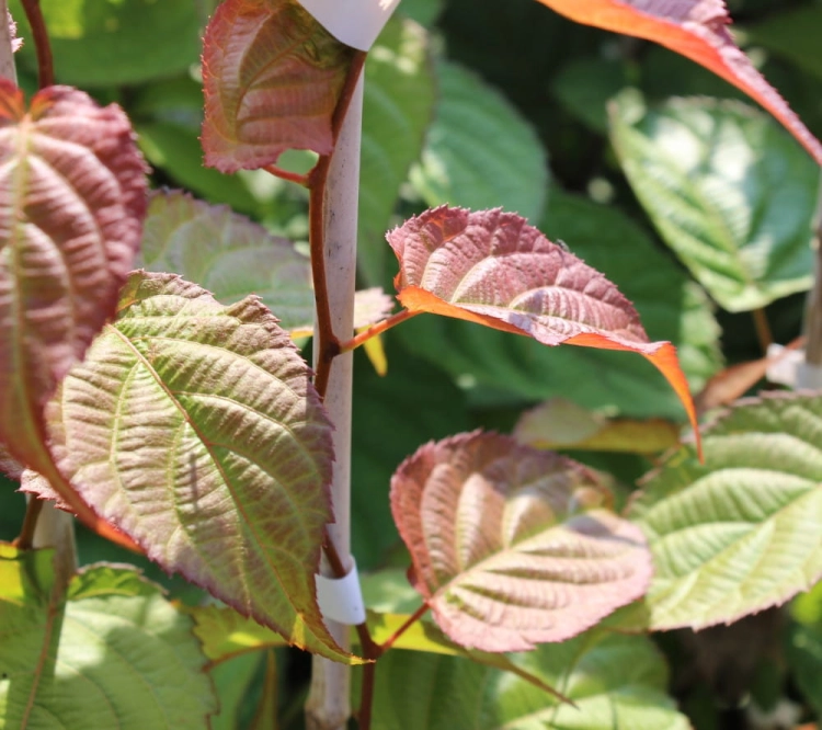 Actinidia kolomikta