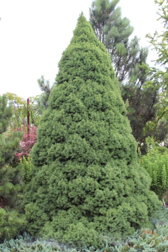 Picea glauca Conica