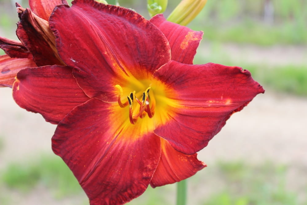 Hemerocallis Stanisław