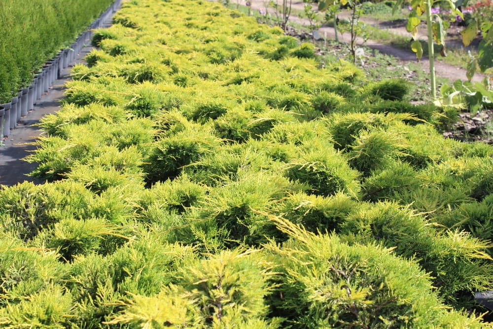 Juniperus x media Gold Star