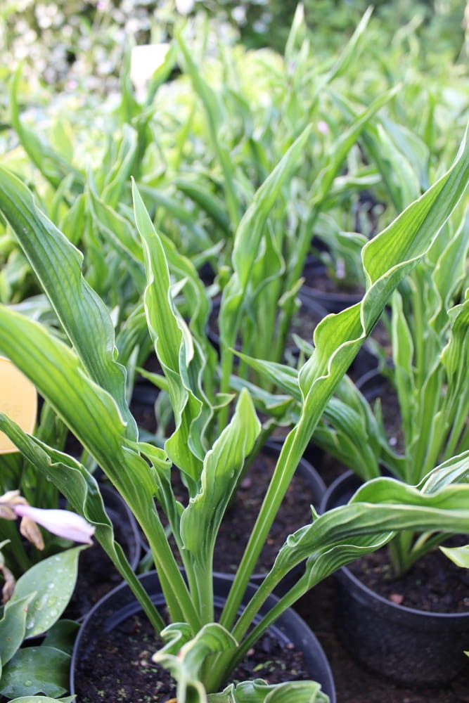 Hosta Praying Hands