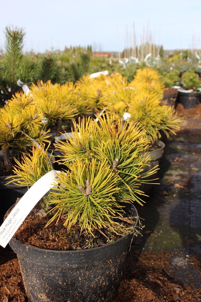 Pinus mugo Jalubi