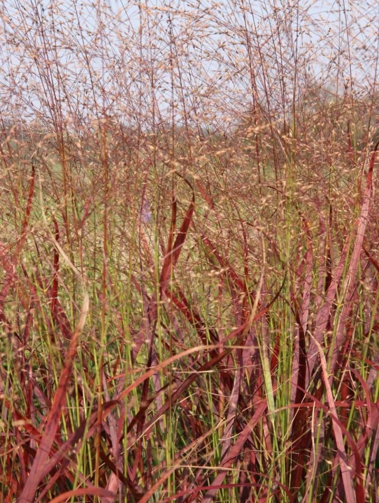 Panicum virgatum Rehbraun