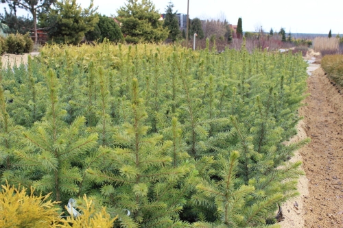 Picea omorika