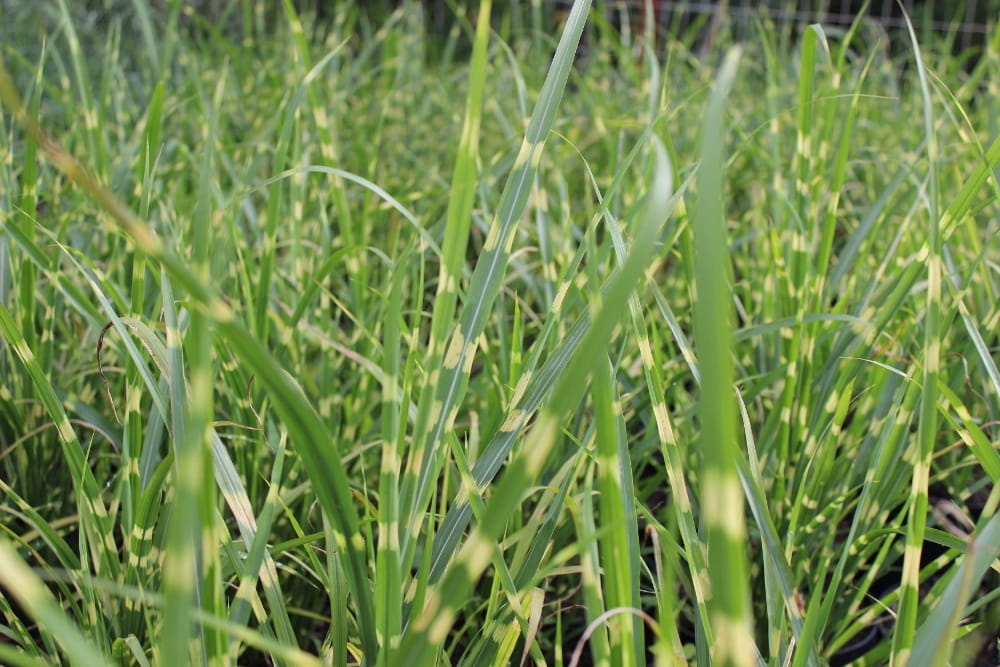 Miscanthus sinensis Strictus